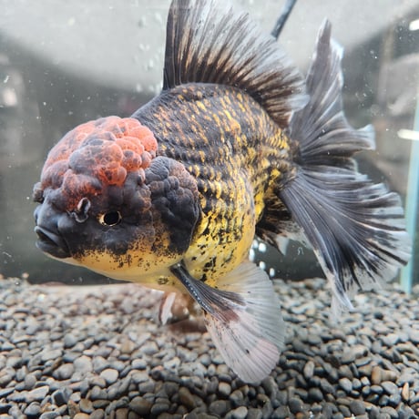 タイ産　ローズテールオランダ16㎝±