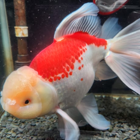 CATEGORY ジャンボ獅子頭 | 金魚•クワカブ専門店 祭