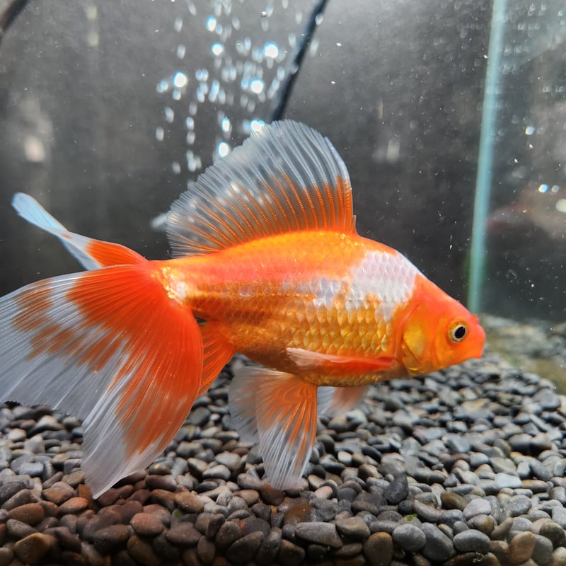 Ki　水牛角　有機宝石　唐草　透かし　貴女　カメオ　ブルー　大幅 Ki 水牛角 有機宝石 唐草 透かし 貴女 カメオ ブルー 大幅 Ki様専用 水牛角