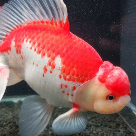 CATEGORY ジャンボ獅子頭 | 金魚•クワカブ専門店 祭