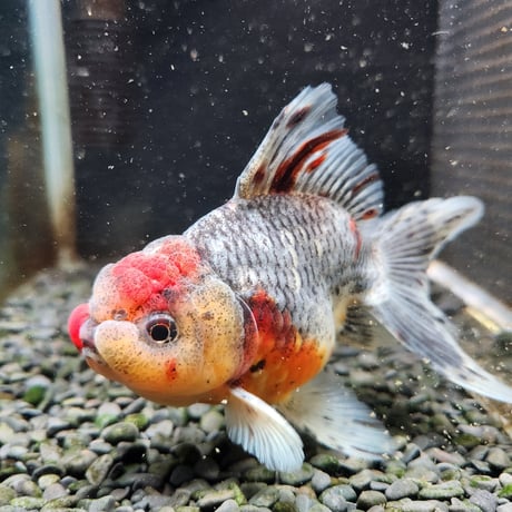 国産　五色東錦14㎝±（志村養魚場産）