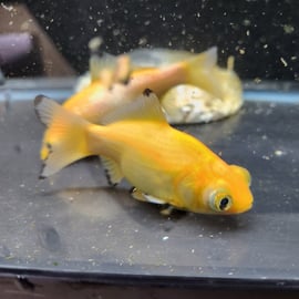 黄金柳出目金の魅力 | 金魚・クワカブ専門店 祭-matsuri-