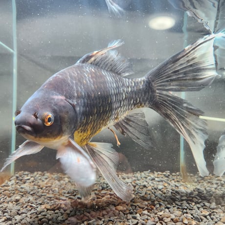 国産　特大！墨五色銀鱗コメット31㎝± （引間養魚場産）