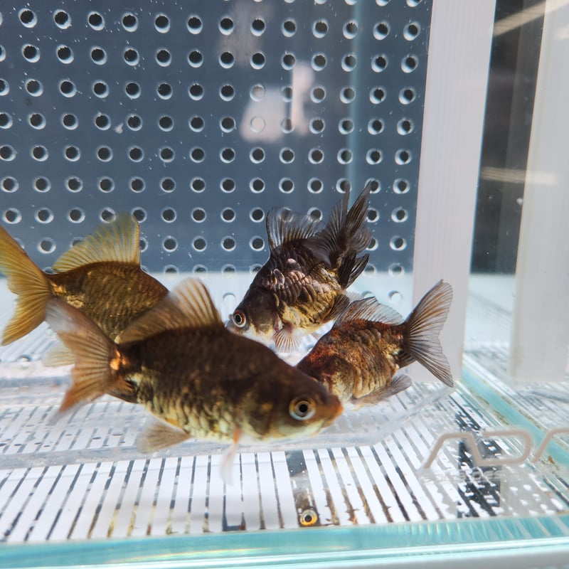 国産 ドラゴンスケール琉金7㎝±（吉野養魚場産） | 金魚・クワカブ専門