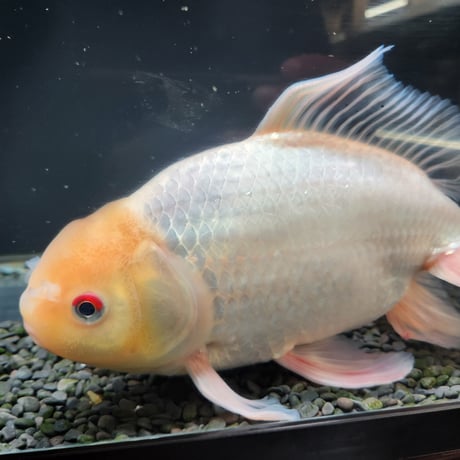 国産　ジャンボ獅子頭31㎝±