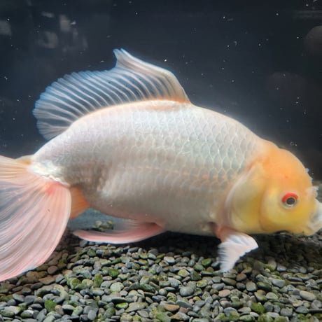 国産　ジャンボ獅子頭31㎝±