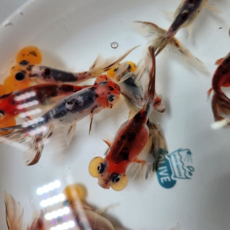 国産　キャリコ水泡眼9㎝±