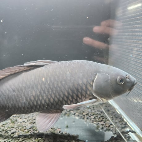 国産　特大！ブラックコメット37㎝± （良福観賞魚産）