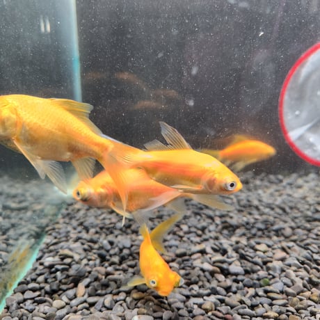 国産　黄金柳出目8㎝±【荻野養魚場産】