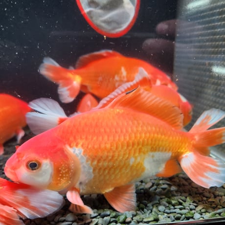 国産　ジャンボ獅子頭18～20㎝±