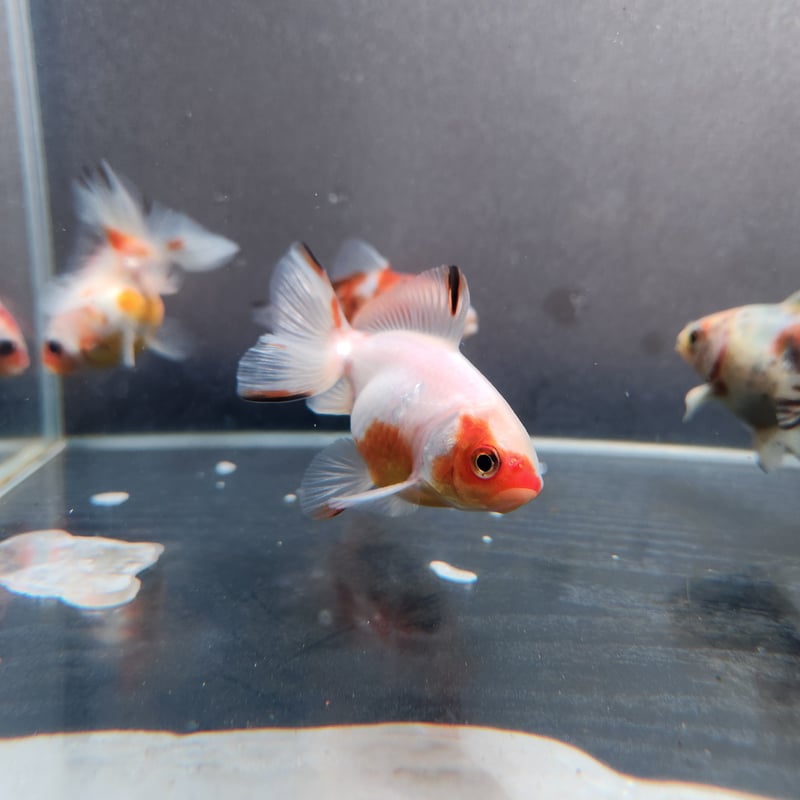 国産 キャリコ土佐金8㎝±（向坂産） | 金魚・クワカブ専門店 祭-matsuri-