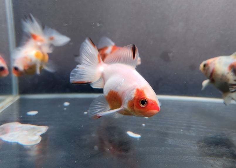 金魚 国産 キャリコ土佐金8㎝±（向坂産） | 金魚・クワカブ専門店 祭