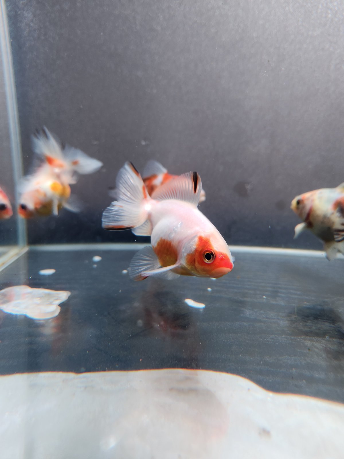 国産 キャリコ土佐金8㎝±（向坂産） | 金魚・クワカブ専門店 祭