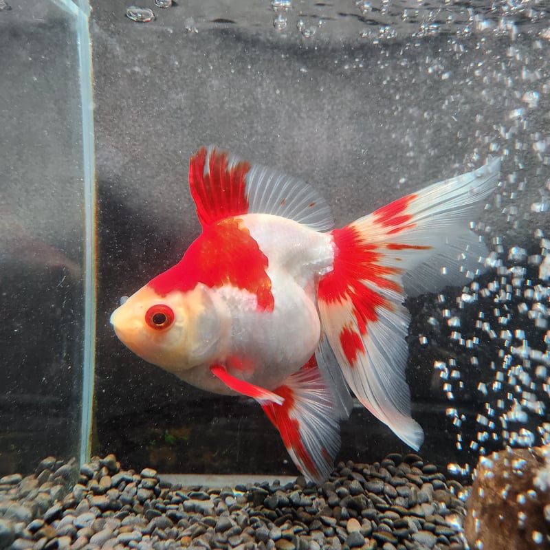 国産 更紗琉金18㎝± | 金魚・クワカブ専門店 祭-matsuri-