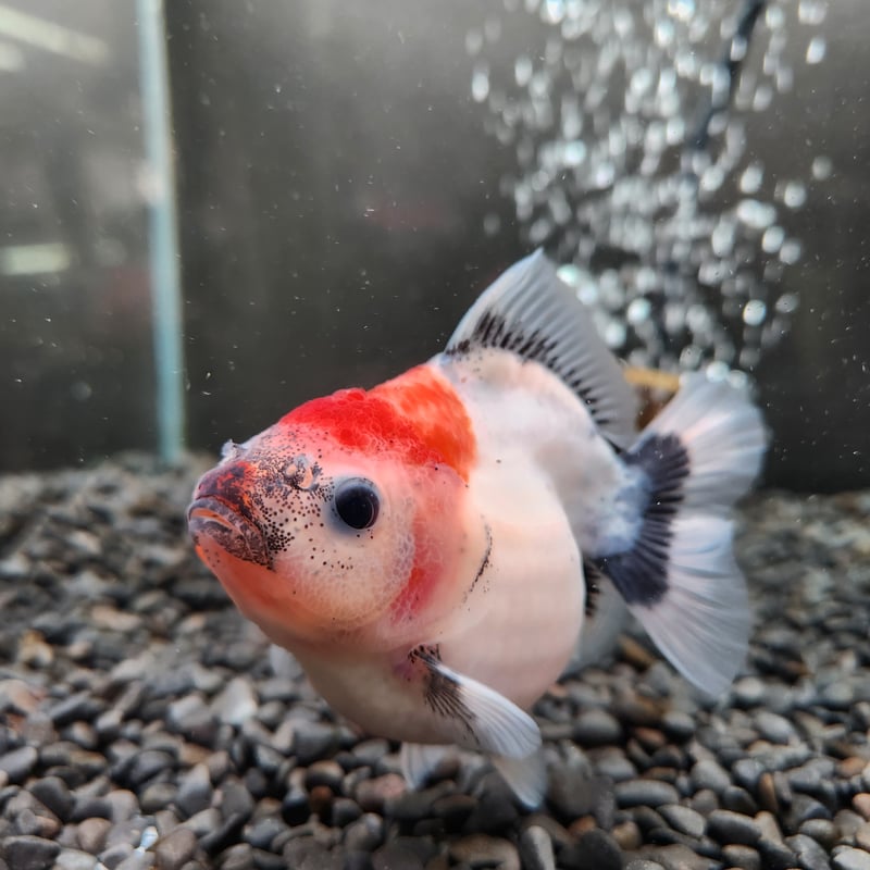 タイ産 ショートテールオランダ10㎝± | 金魚・クワカブ専門店 祭