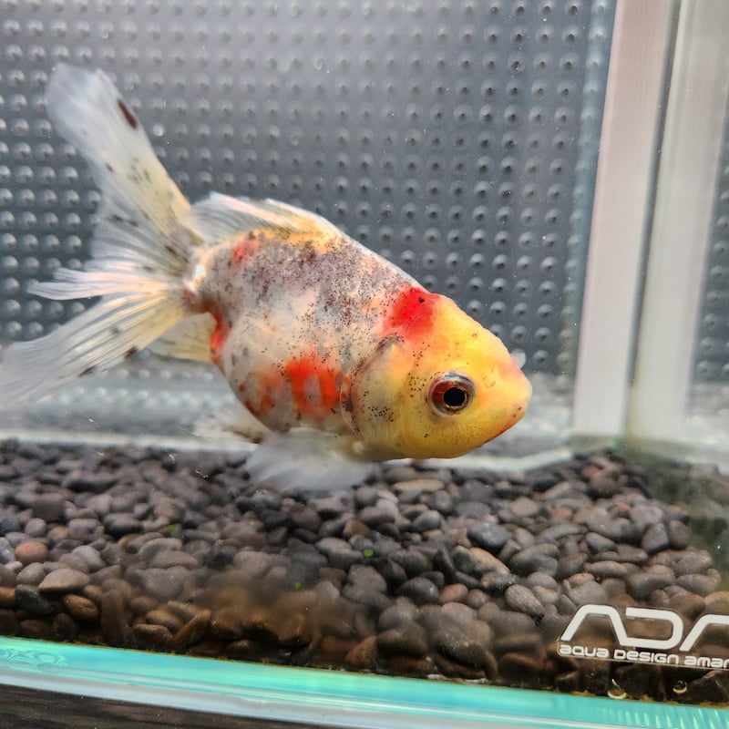 国産 五色東錦13㎝± （志村養魚場産） | 金魚•クワカブ専門店 祭