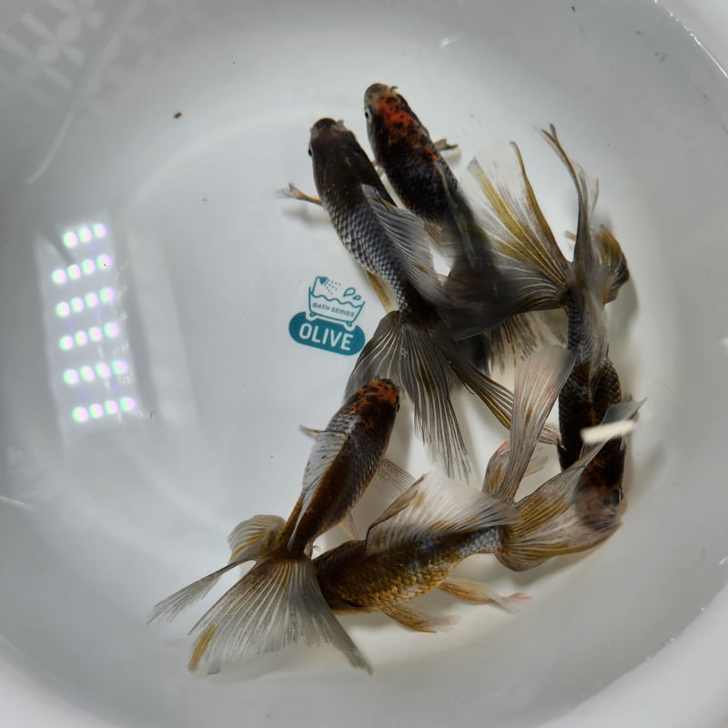 国産 キャリコ東海錦12㎝± | 金魚・クワカブ専門店 祭-matsuri-