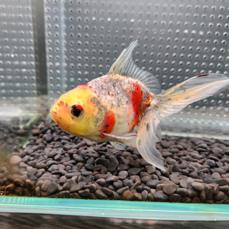 国産 五色東錦13㎝± （志村養魚場産） | 金魚•クワカブ専門店 祭