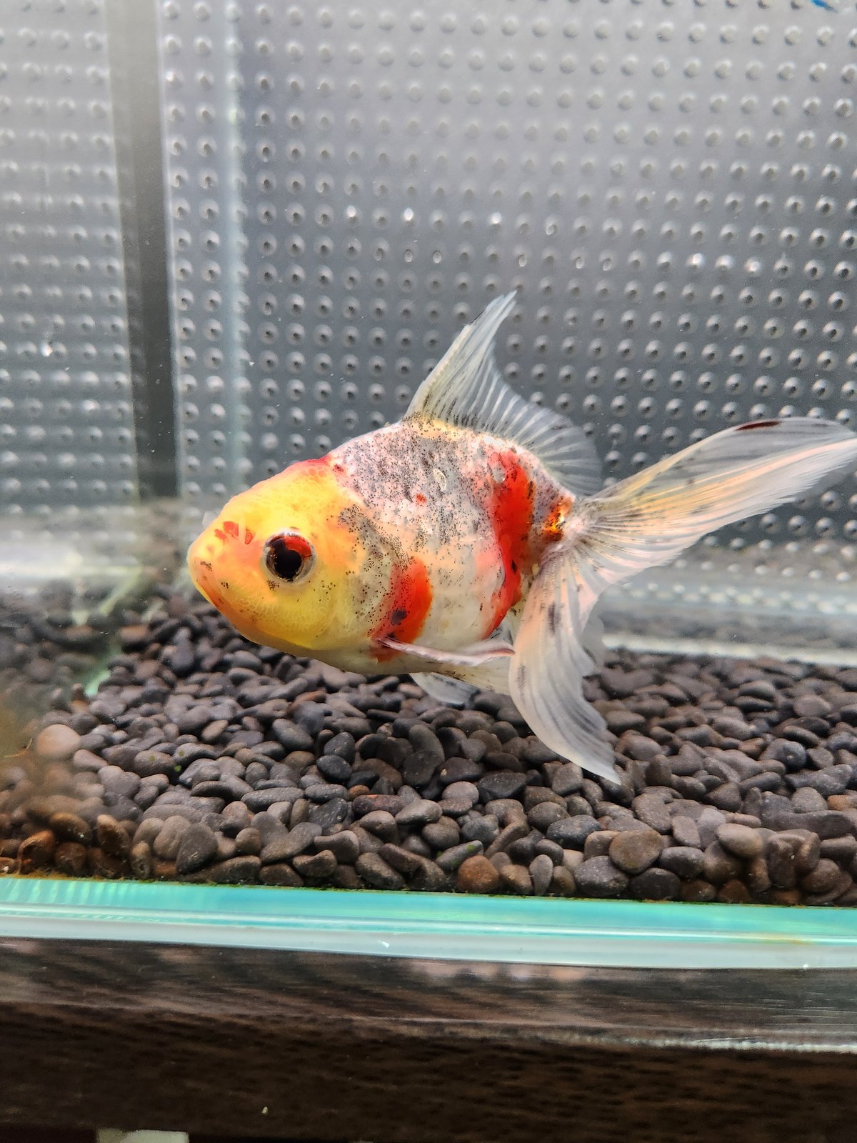 金魚、極墨東錦、五色東錦15センチ-17センチ 国産 五色東錦13㎝± （志村養魚場産） | 金魚•クワカブ専門店 祭