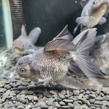 国産　青文魚13㎝±