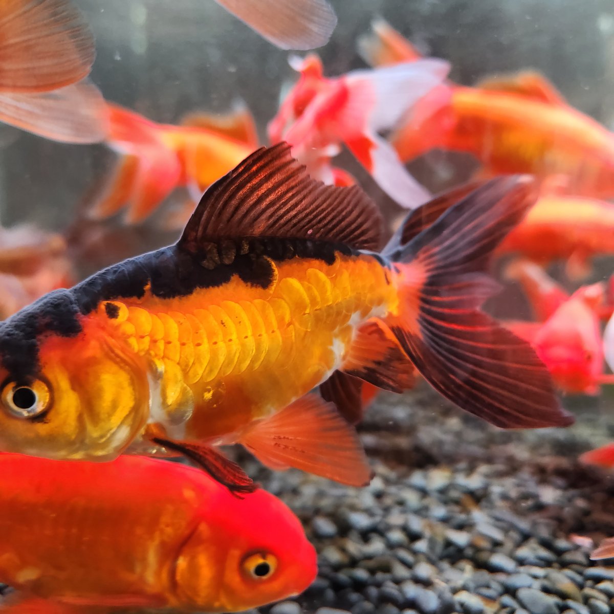 国産 ドラゴンスケールジャンボ獅子頭14㎝± | 金魚•クワカブ専門店 祭