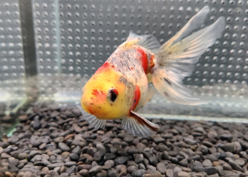 【金魚のぶーちゃん】西国三十三所　散華　全33枚セット　美品 国産 五色東錦13㎝± （志村養魚場産） | 金魚・クワカブ専門店