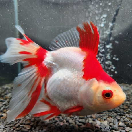 紅黄色のガムフラワー 錦鯉ガムフラワー 14mm守護石 金運 霊石 浄化 紅黄色のガムフラワー 錦鯉ガムフラワー 14mm守護石 金運 霊石 浄化