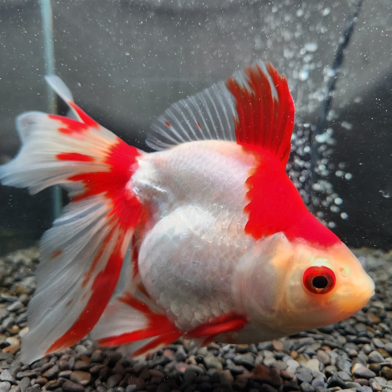 ふくちゃん様　　琉球*海花のたね ふくちゃん様 琉球*海花のたね ふくちゃん様 琉球*海花のたね