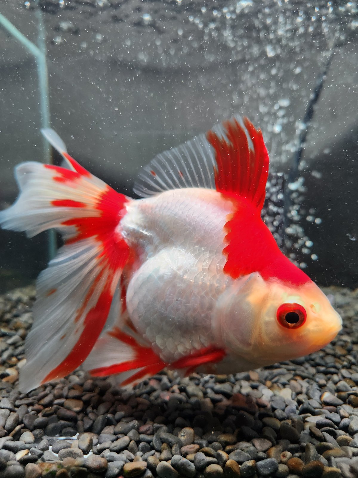 更紗様 琉球*海花のたね 更紗様琉球*海花のたね