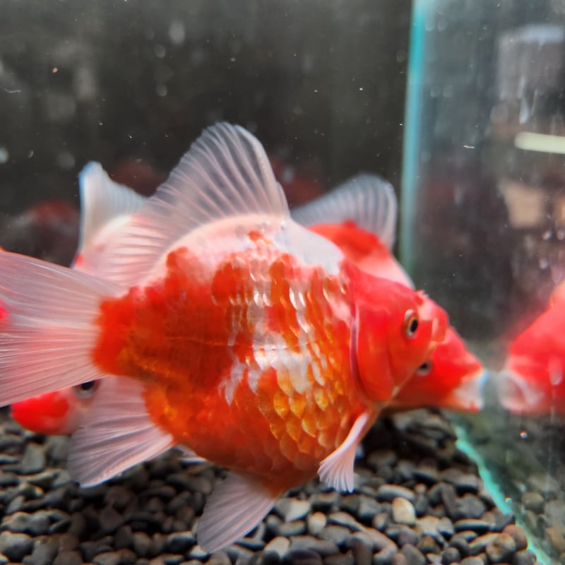 国産 【ミラーボール】モザイク鱗玉サバ11㎝±（藤だるま産） | 金魚