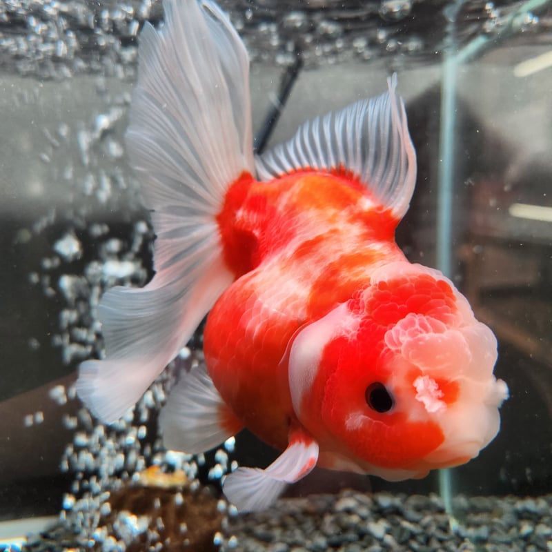 タイ産 ショートローズテールオランダ13㎝± | 金魚・クワカブ専門店 祭