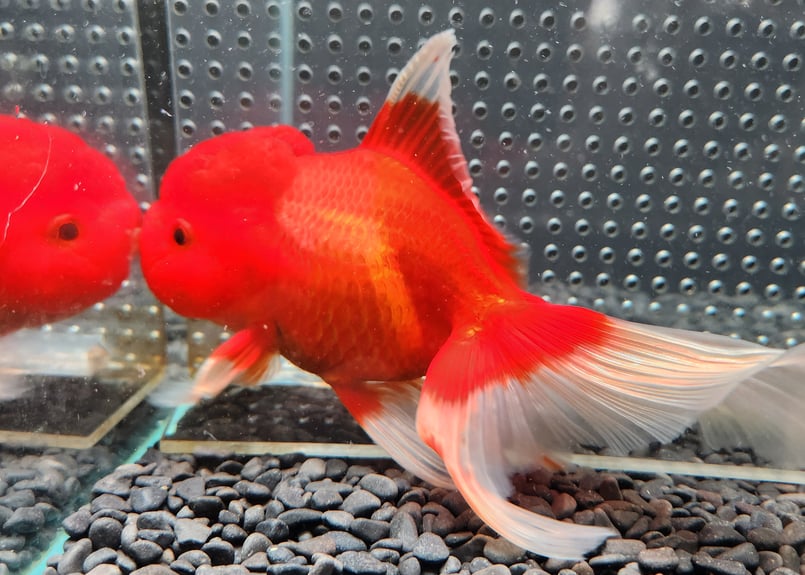 国産 オランダ獅子頭17㎝± （飯田産） | 金魚・クワカブ専門店