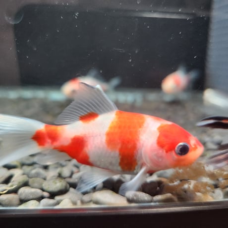 国産　桜コメット8㎝±（長尾養魚場産）