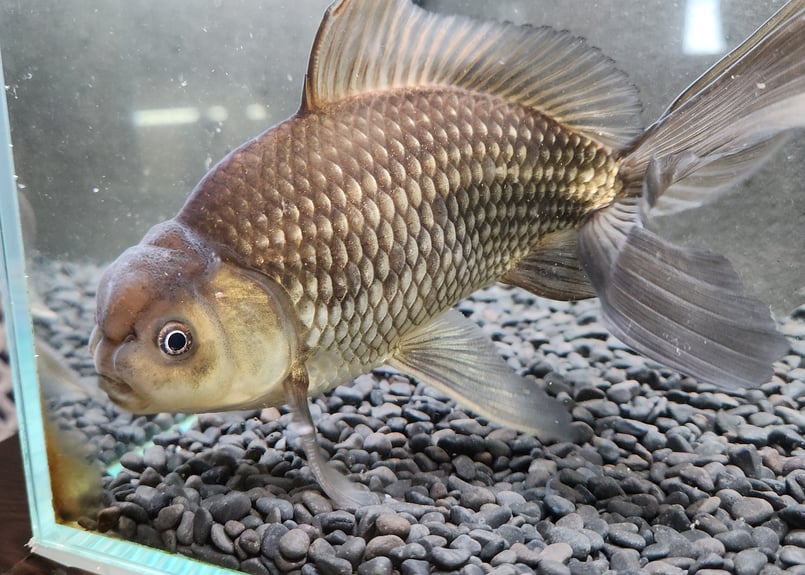 国産 ジャンボオランダ獅子頭21～24㎝± | 金魚・クワカブ専門店