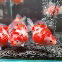 国産 ピンポンパール13㎝± （fujimoto様作） | 金魚・クワカブ専門店