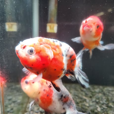 国産　江戸錦10㎝±（志村養魚場産）