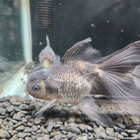 国産　青文魚13㎝±