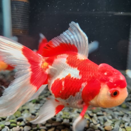 CATEGORY オランダ獅子頭 | 金魚•クワカブ専門店 祭