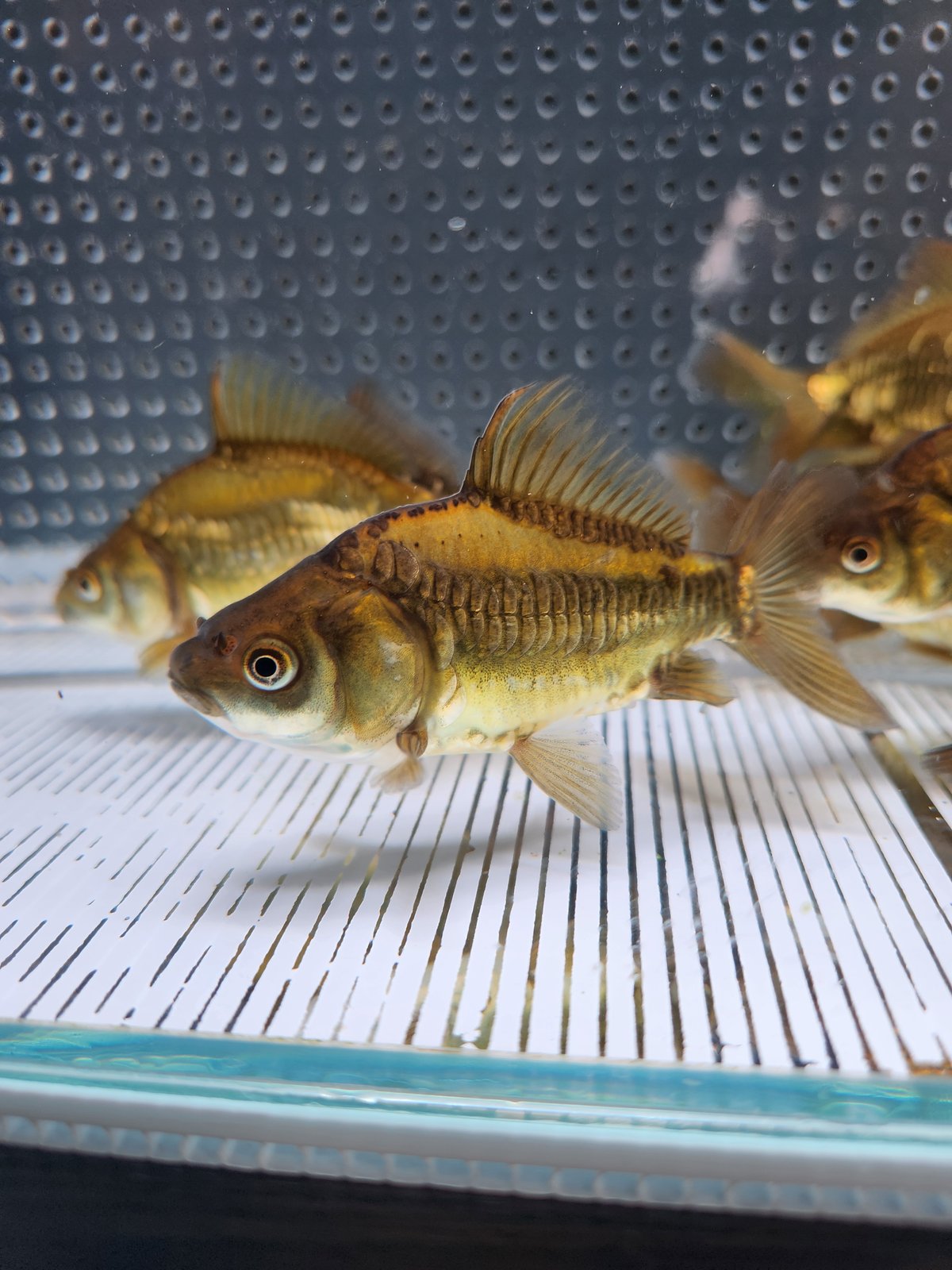 国産 ドラゴンスケール和金9㎝±（吉野養魚場産） | 金魚・クワカブ専門