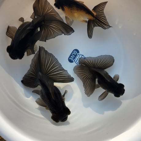 国産　黒蝶尾10～12㎝±