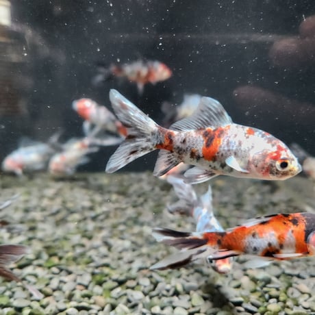 国産　銀鱗・墨朱文金8㎝± （長尾養魚場産）