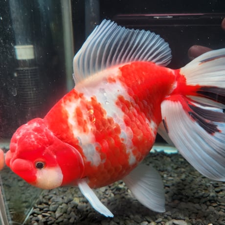 水槽用　金魚　ジャンボ獅子頭　22㎝ CATEGORY ジャンボ獅子頭 | 金魚•クワカブ専門店 祭