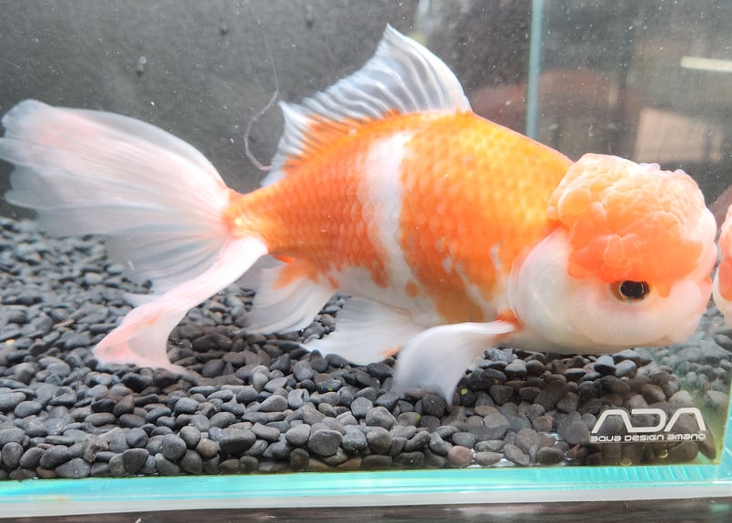 国産 ジャンボオランダ獅子頭21～24㎝± | 金魚・クワカブ専門店