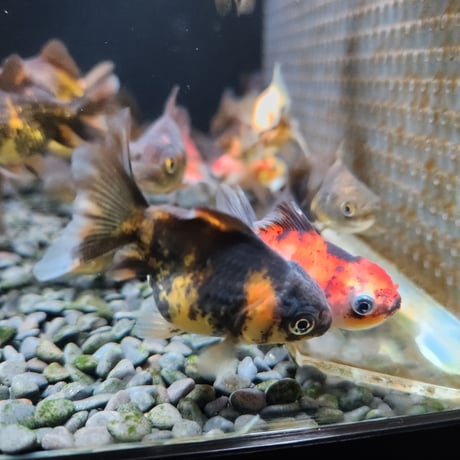 国産　ショートテールオランダ5㎝±