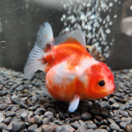 タイ産　ショートテールオランダ9㎝±