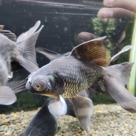 国産　デカ出目金11～16㎝±