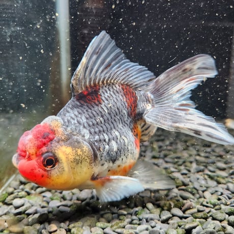 国産　五色東錦14㎝±（志村養魚場産）
