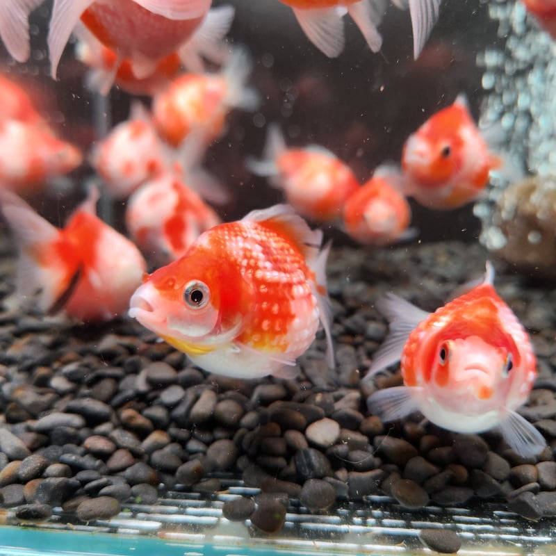 国産 ピンポンパール6～7㎝± （fujimoto様作） | 金魚•クワカブ専門店 祭