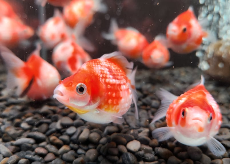 現代美術 提物根付 作家一点物【金魚(ピンポンパール)】 現代美術 提物根付 作家一点物【金魚(ピンポンパール)】