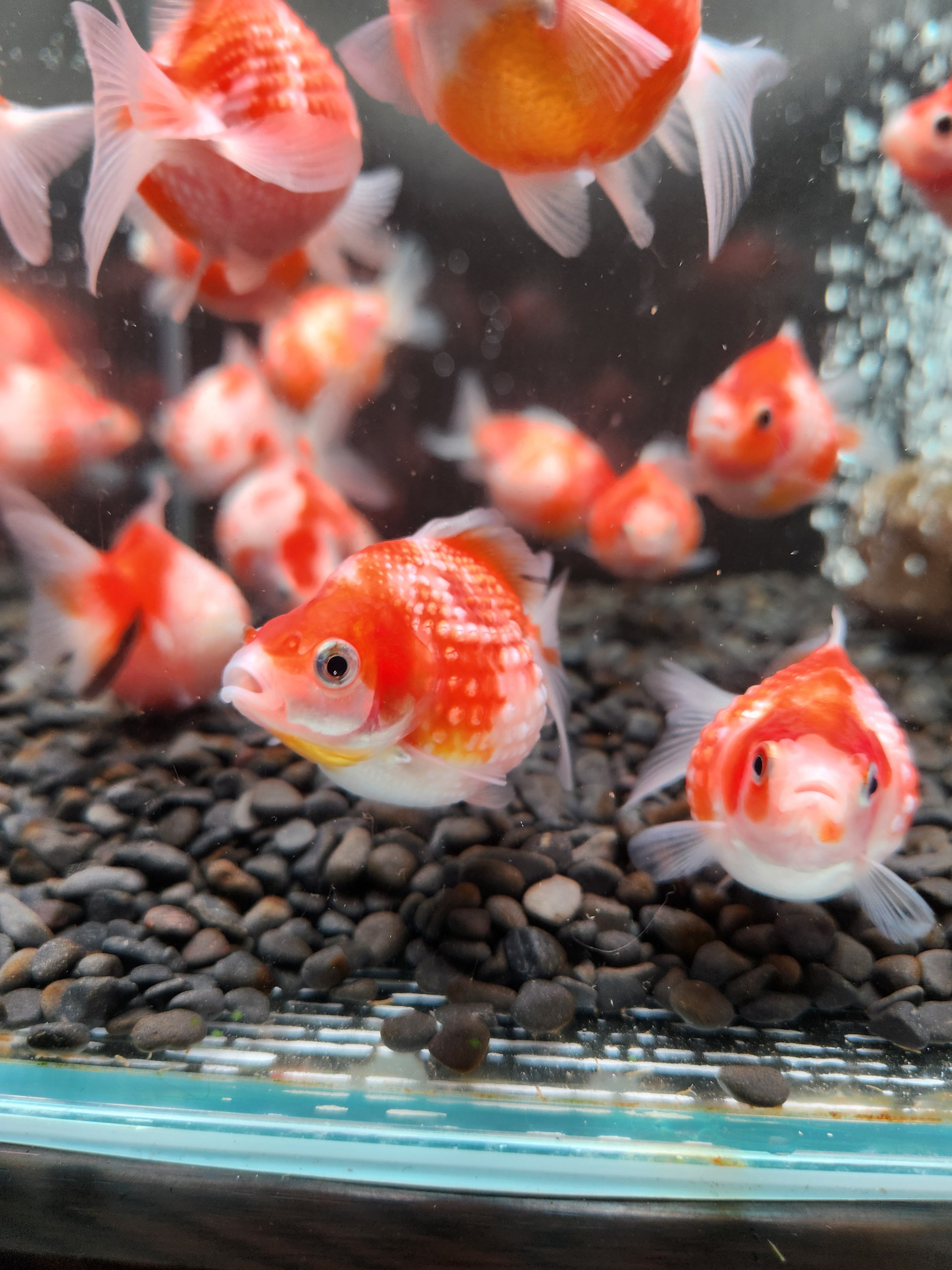 国産 ピンポンパール6～7㎝± （fujimoto様作） | 金魚•クワカブ専門店 祭